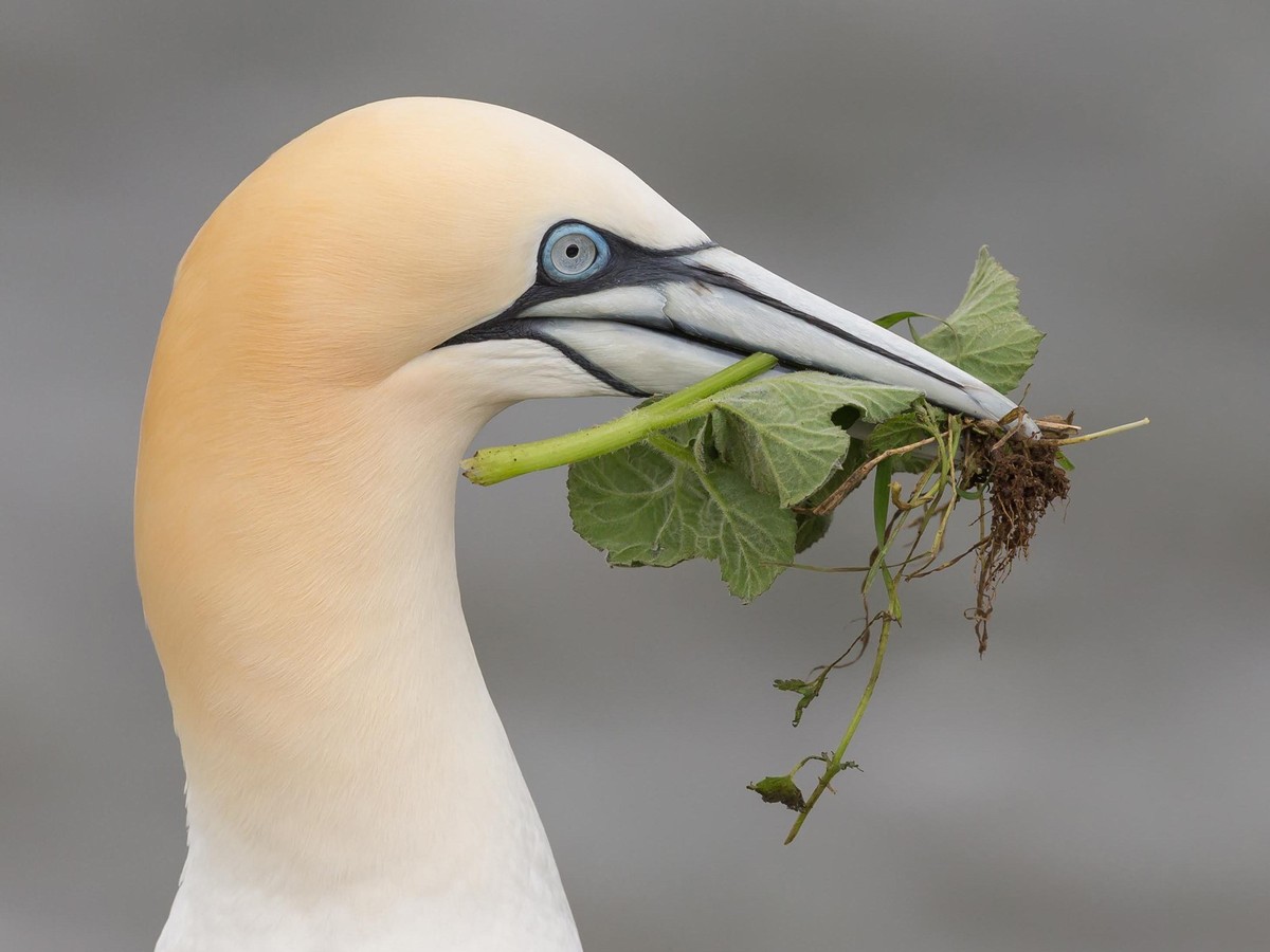 Gannet with Foilage